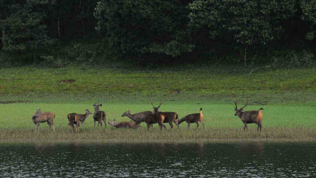 wildlife-sanctuaries-in-kerala